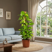 Scindapsus - Epipremnum Aureum - Money Plant