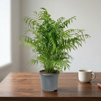 Chamaedorea Elegans Plant – Parlour palm – Dwarf Mountain Palm