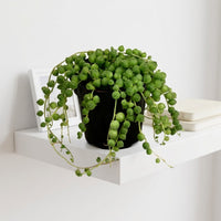 Senecio Rowleyanus - String of Pearls Green