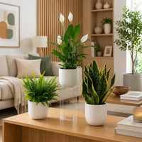 Air Purifying Plants Bundle – Peace Lily, Boston Fern & Snake Plant