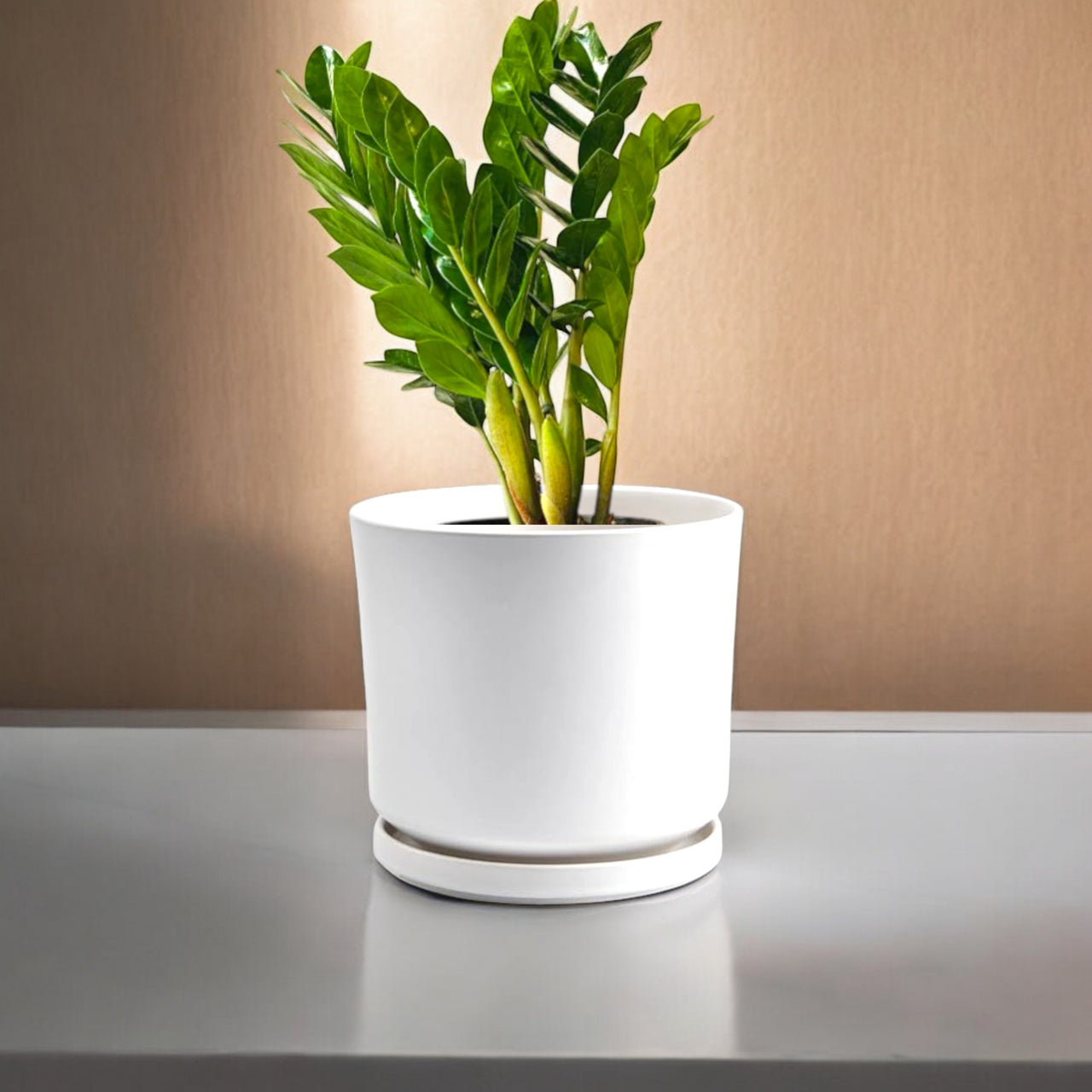 Zamioculcas Plant (ZZ Plant, Aroid Palm, Arum Fern)