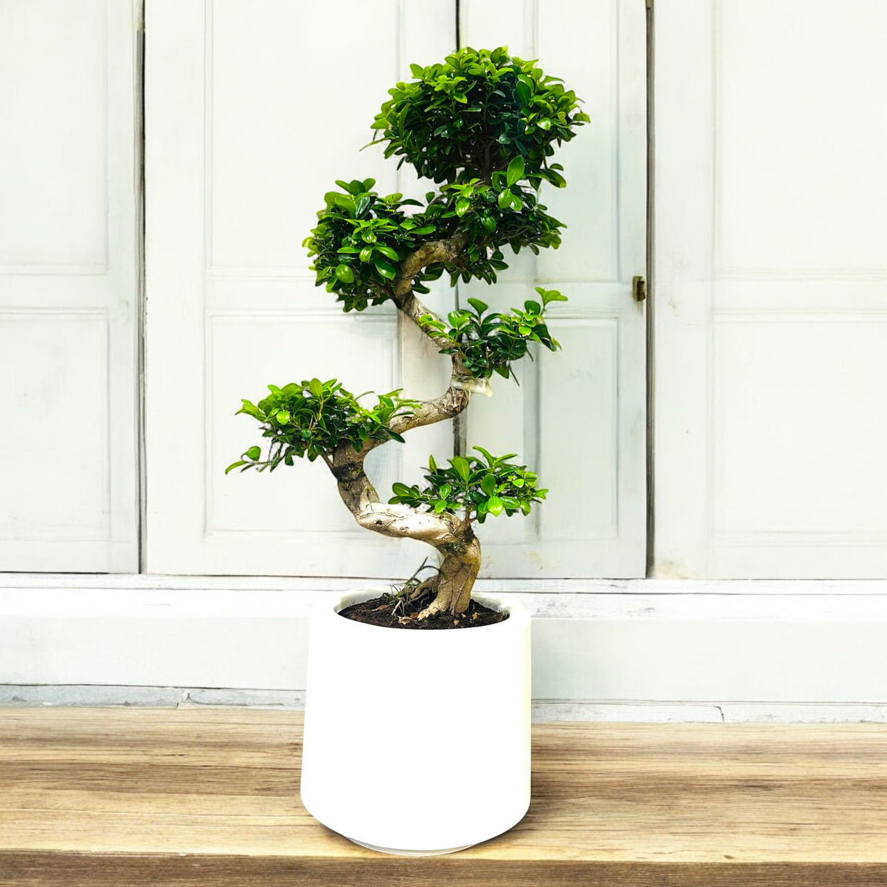 Ficus Microcarpa Bonsai S Shaped