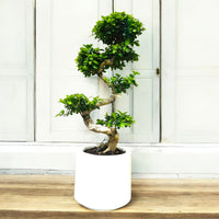 Ficus Microcarpa Bonsai S Shaped