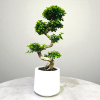 Ficus Bonsai – Microcarpa - S Shaped