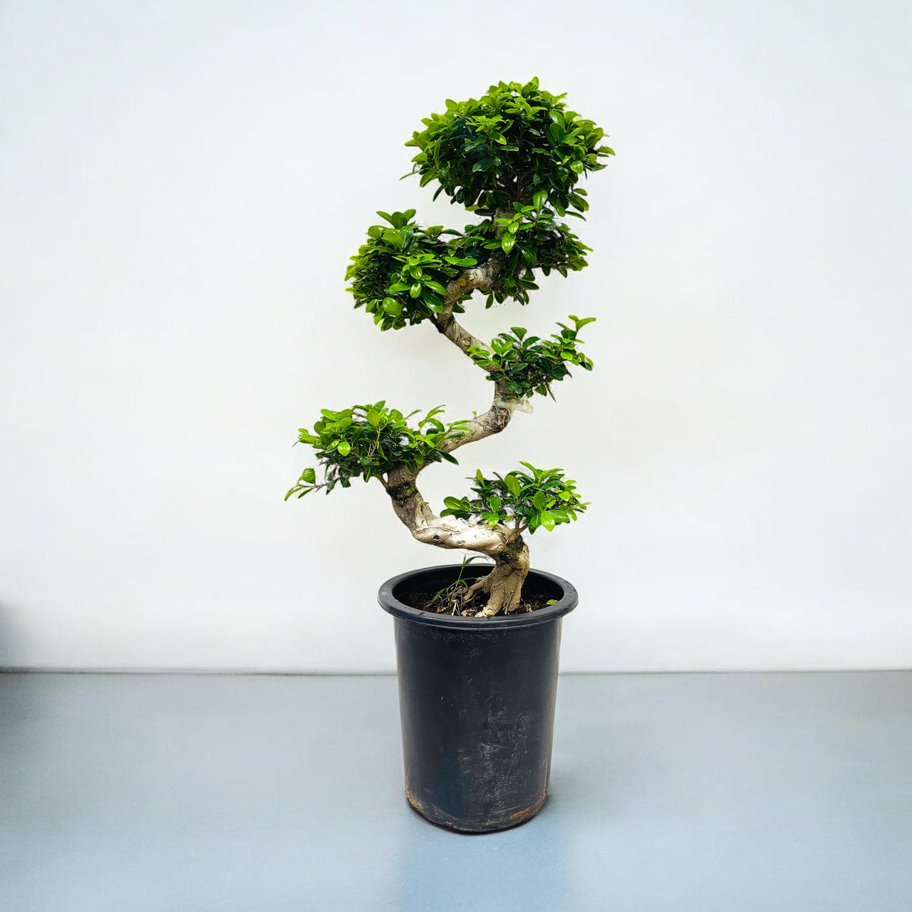 Ficus Bonsai – Microcarpa - S Shaped