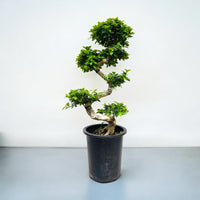 Ficus Bonsai – Microcarpa - S Shaped