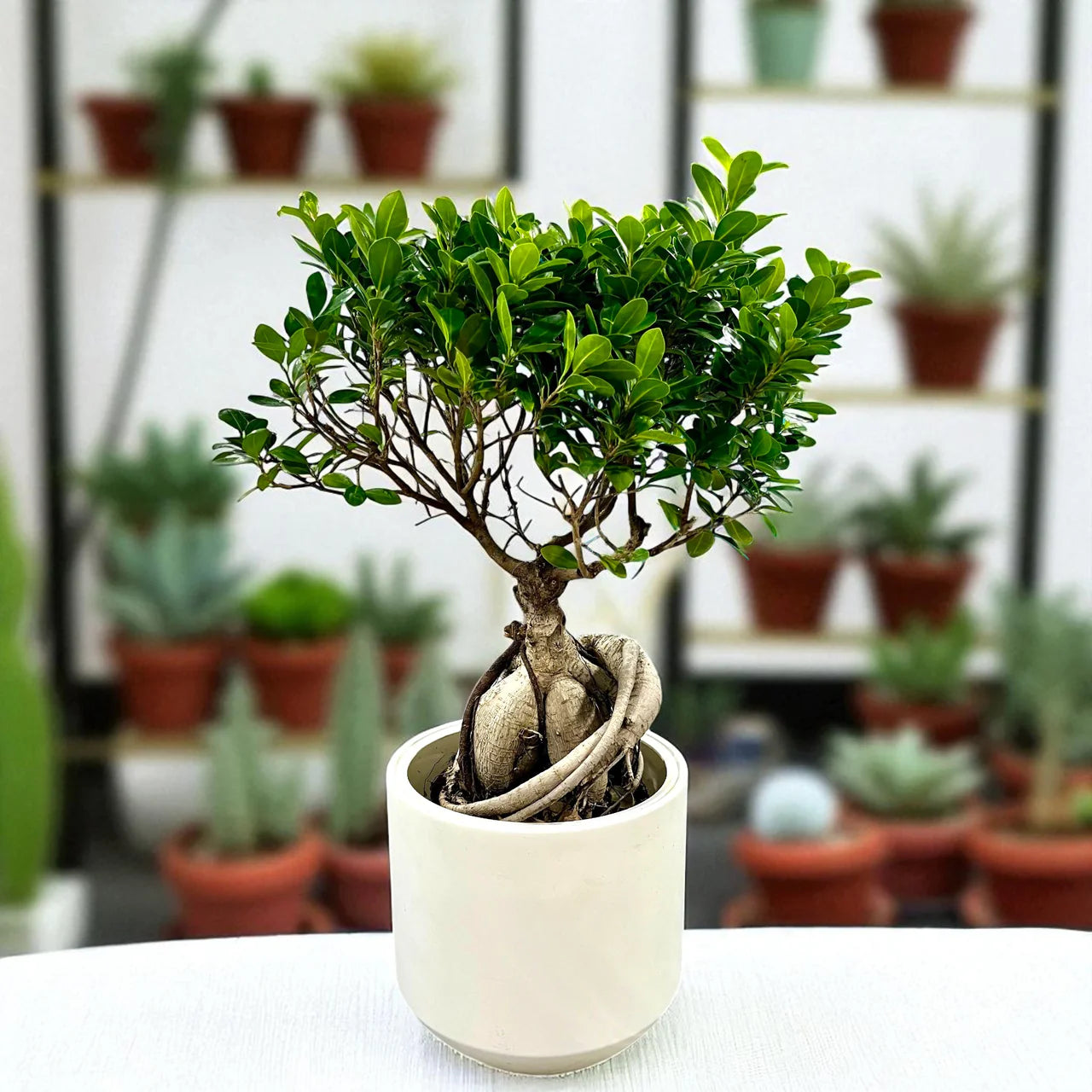 Ficus Ginseng Bonsai - Ficus Retusa Plant