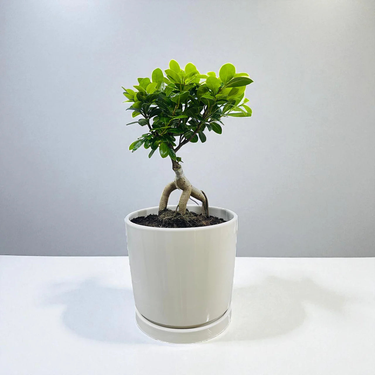 Ficus Ginseng Bonsai - Ficus Retusa Plant