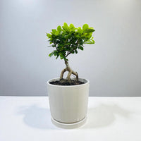 Ficus Ginseng Bonsai - Ficus Retusa Plant