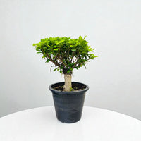 Bonsai - Ficus Diversifolia (Round) 30-40cm