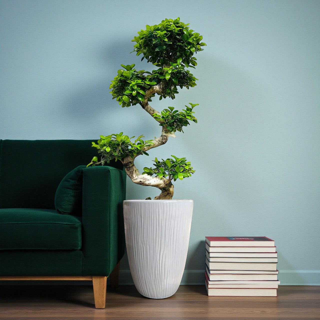 Ficus Bonsai S Shaped