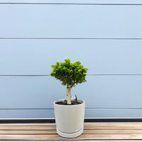 Bonsai - Ficus Diversifolia (Round) 30-40cm