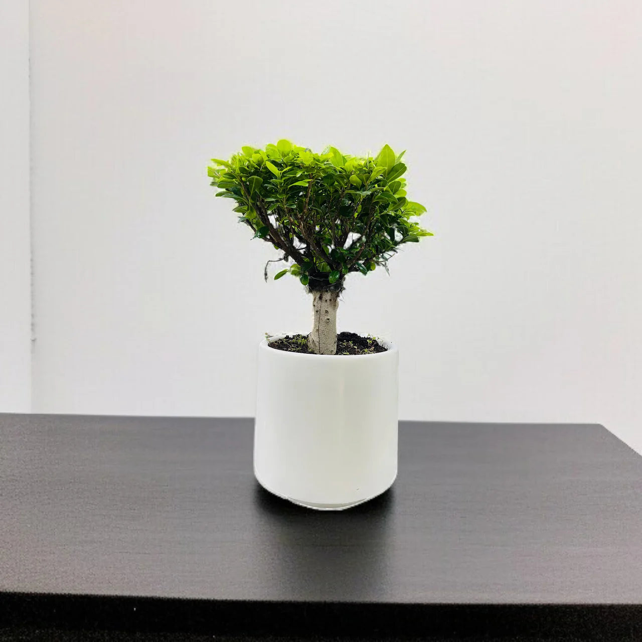 Bonsai - Ficus Diversifolia (Round) 30-40cm
