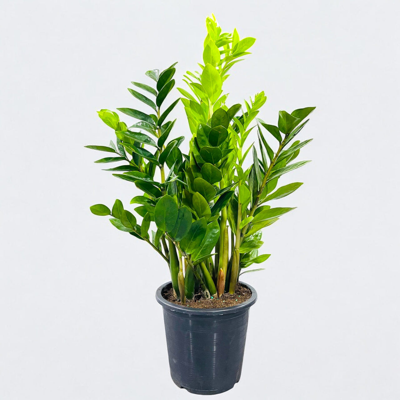 Zamioculcas Plant (ZZ Plant, Aroid Palm, Arum Fern)