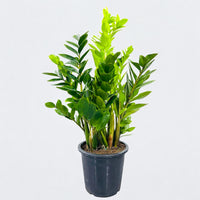 Zamioculcas Plant (ZZ Plant, Aroid Palm, Arum Fern)