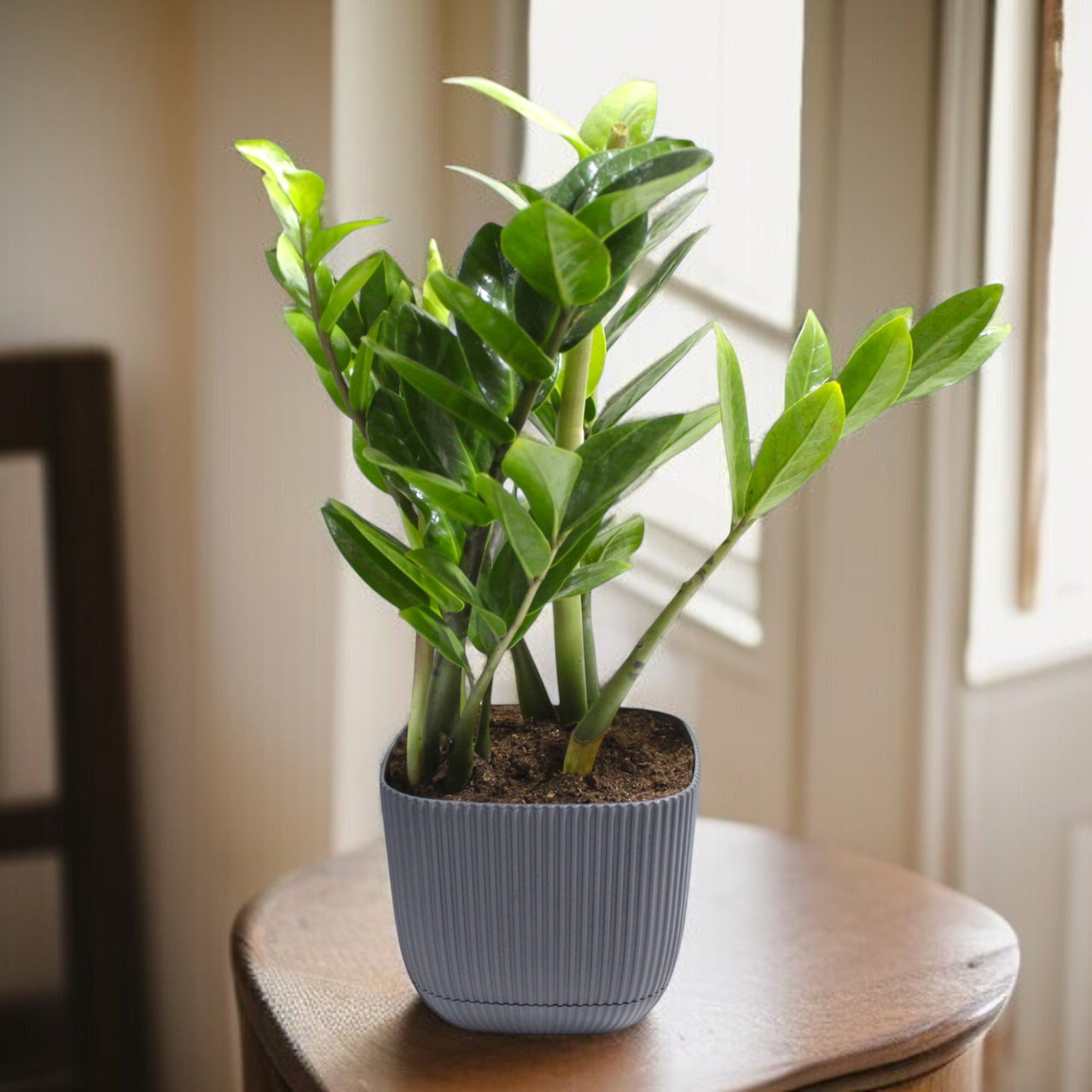 Zamioculcas Plant (ZZ Plant, Aroid Palm, Arum Fern)