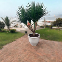 Dracaena Draco - Black Pearl