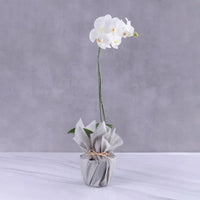 White Orchid Elegance, Grey-Wrapped, Plant Delight, Phalaenopsis Orchid Plant, Buy White Orchid Elegance Online