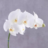 White Orchid Grey-Wrapped Plant