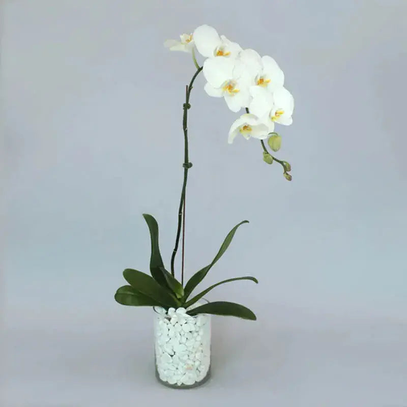 White Orchid Beauty, Graceful Vase Ensemble, Phalaenopsis Orchid Plant, Realistic Faux Orchid, Home Decor