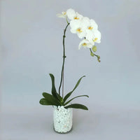 White Orchid Beauty, Graceful Vase Ensemble, Phalaenopsis Orchid Plant, Realistic Faux Orchid, Home Decor