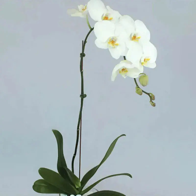 White Orchid Beauty: A Graceful Vase Ensemble