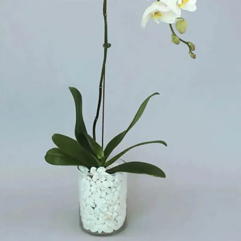 White Orchid Beauty: A Graceful Vase Ensemble