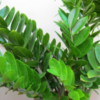 Zamioculcas Plant (ZZ Plant, Aroid Palm, Arum Fern)